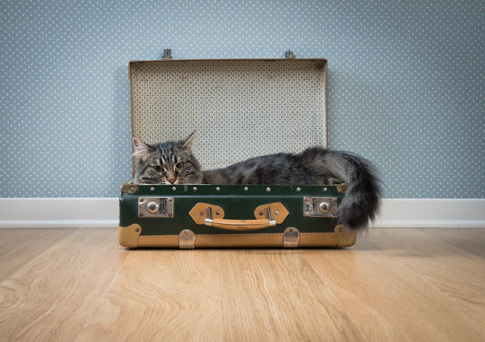 Long-haired gray cat in an open vintage green suitcase on hardwood floor against retro wallpaper.