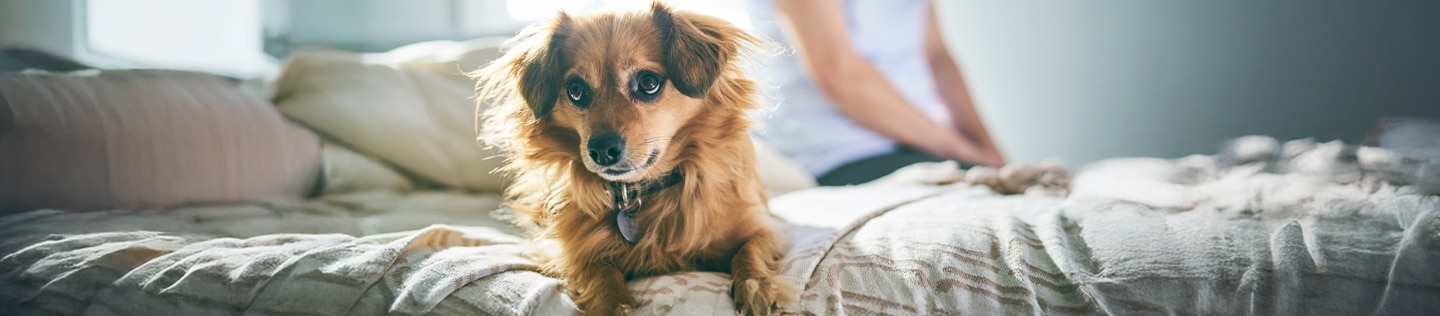 Dog lying on the edge of the bed with its owner in the background