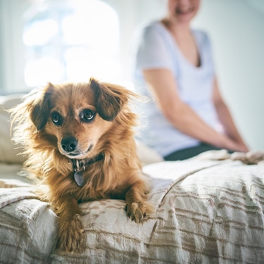 Dog lying on the edge of the bed with its owner in the background