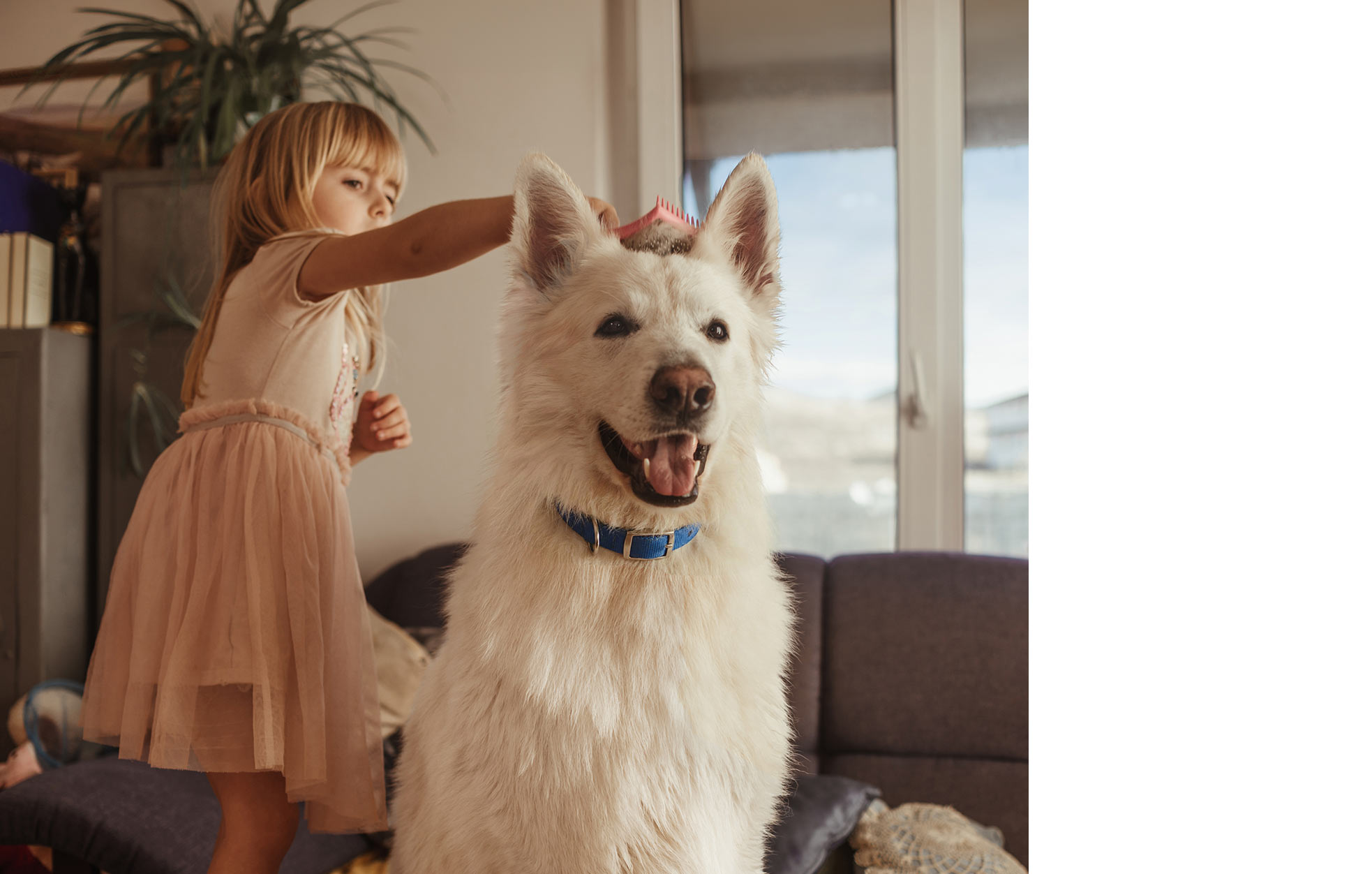 A little girl brushing the fur of a large white dog indoors with a pink comb.