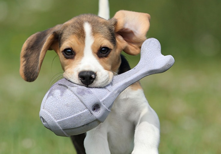 A puppy running and carrying a toy in its mouth