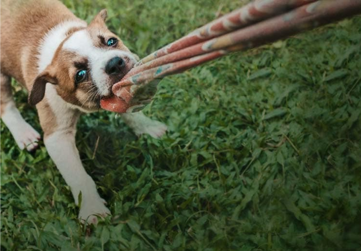 A puppy wrestling a piece of clothing away from a person